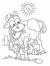 Desenhos De Vacas Para Colorir sketch template