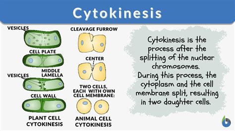 Cytokinesis Definition and Examples - Biology Online Dictionary