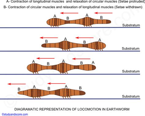 Earthworm: Body wall, Coelom, Locomotion & digestive system | Study&Score