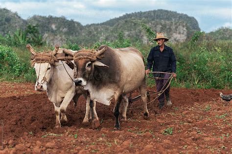 "Farmer And Oxen Plow Tobacco Field." by Stocksy Contributor "Santi Nuñez" - Stocksy