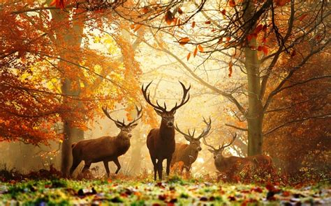 deer, Nature, Animals Wallpapers HD / Desktop and Mobile Backgrounds