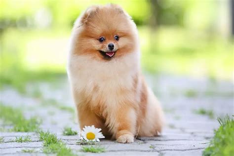 Toy Pomeranian Size Chart | Wow Blog