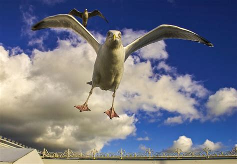 "Angry Seagull" by James Taylor | Redbubble