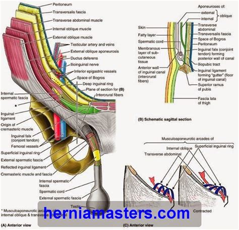 surgical anatomy of the inguinal canal of inguinal hernia | Human anatomy and physiology ...