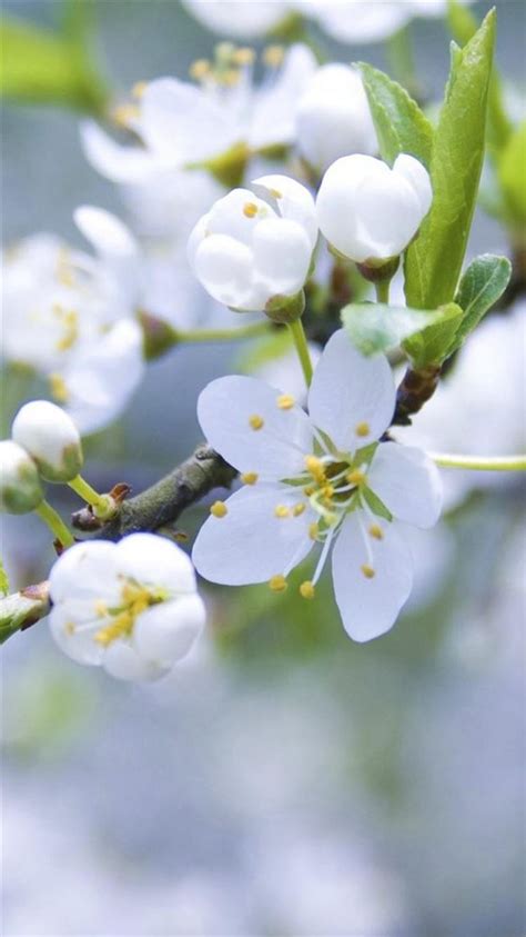 Nature Pure White Flower Bloom Branch iPhone 8 Wallpapers Free Download