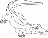 American Alligator Coloring Page For Kids  Free Alligators Printable sketch template