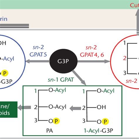 A possible structure of polyesters cutin and suberin. Note: R, other... | Download Scientific ...