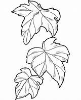 Ivy Leaves coloring Page  ColouringPages sketch template