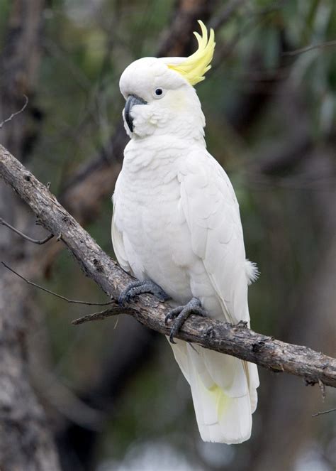 The Grampians – one of Australia’s wildlife havens…. | Chris Hill Wildlife Photography