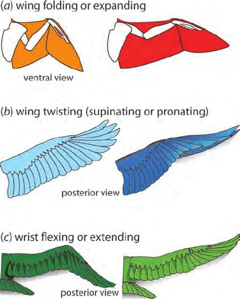 Folded Bird Wing Anatomy