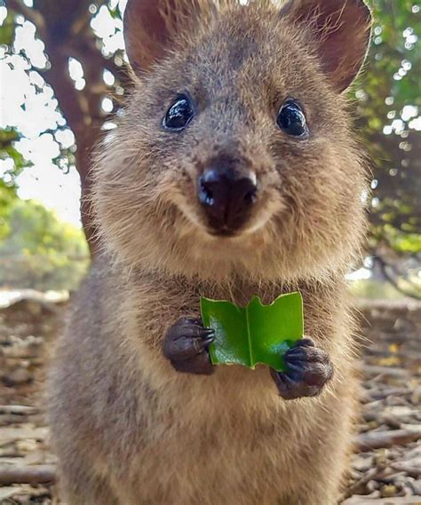 Quokka | Квокка, Детеныши животных, Забавные зверюшки