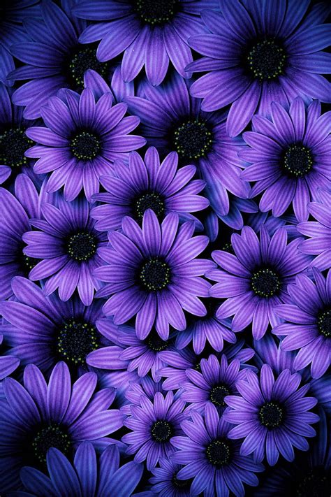 Purple Daisy Wallpaper
