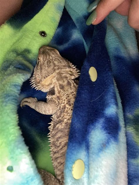 New mother of dragon here 👋🏻 I have a juvenile boy. He’s very lazy and ...