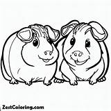 Two Guinea Pigs Coloring Page 3  For Kids – Smart Creative sketch template