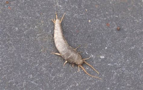 Blog - Hiding Places Of Silverfish You Probably Didn't Know