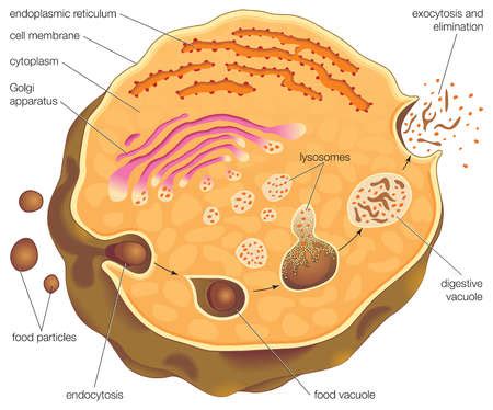 Stock Illustration - Diagram illustrating intracellular digestion and the role that lysosomes ...