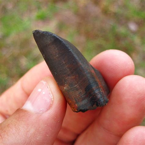 Giant Ground Sloth Tooth (Caniform) Fossil | Pleistocene of Florida - PaleoCris