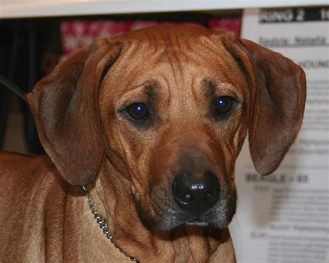 Rhodesian Ridgeback - SpockTheDog.com