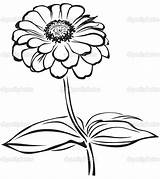 Zinnia Flower Coloring Pages At GetColoringscom  Free Printable sketch template