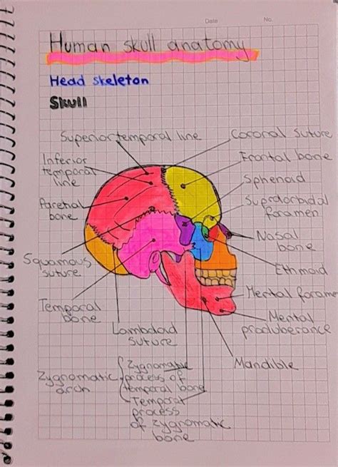 Human skull 💀 anatomy | Human skull anatomy, Skull anatomy, Anatomy