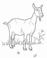 Goat Printable Adult Coloring Page From Favoreads sketch template