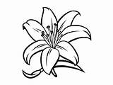 Lily Flower Coloring Page For Download  sketch template