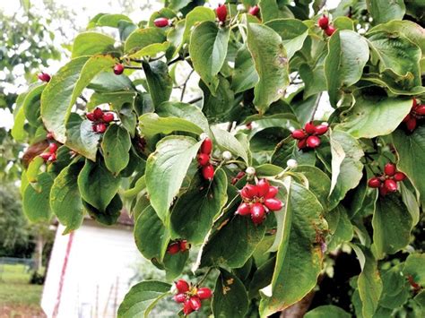 Darrell Blackwelder column: Dogwood trees are now loaded with berries - Salisbury Post ...