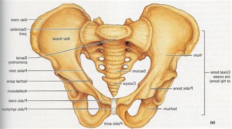 Iliac bone: Definition, Morphology and Function - Scope Heal