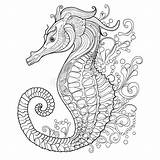 Zentangle Seahorse Stock Illustrations – 194  sketch template