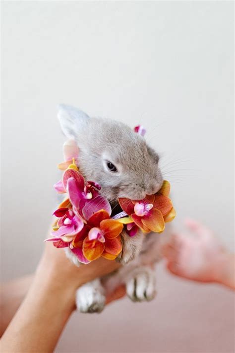 97 best Animals Love Flowers Too images on Pinterest | Fluffy pets ...