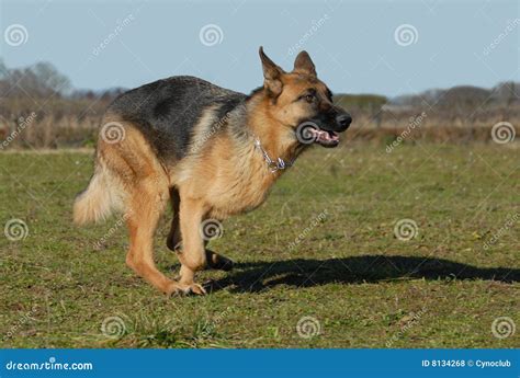 Running german shepherd stock photo. Image of field, guard - 8134268