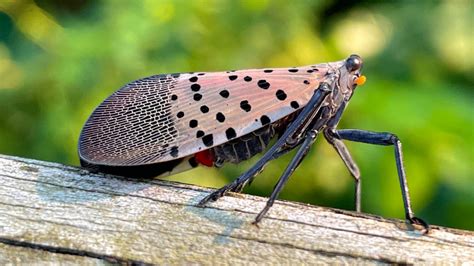 Spotted lanternfly spreading in New York state | Cornell Chronicle