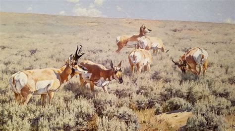 National Museum of Wildlife Art, Jackson, WY | Wildlife prints ...