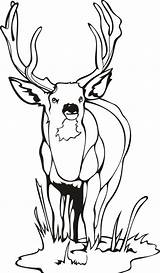 Deer Head Coloring Page  Free Printable Pages sketch template