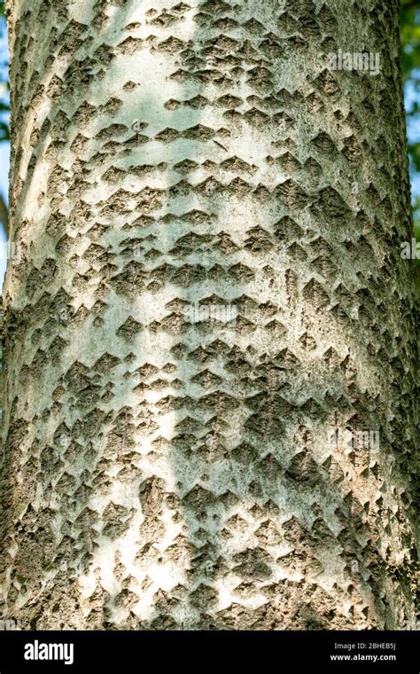 White poplar (Populus alba) tree bark with diamond-shaped fissures ...