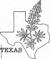 Texas Bluebonnet Flower Drawings Sketch Coloring Page sketch template