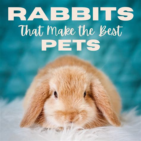 15 of the Best Pet Rabbit Breeds - PetHelpful