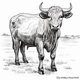 Buffalo Coloring Pages  Free & Printable sketch template
