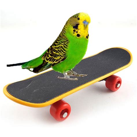 Parrot Toy Bird Intelligence Training Funny Mini Skateboard Toys 2PC ...