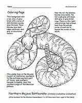 Timber Rattlesnake Coloring Page Pages sketch template
