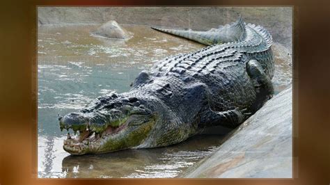 The Story of Crocodile "GUSTAVE" - RUSIZI National Park - Rusizi River - - YouTube