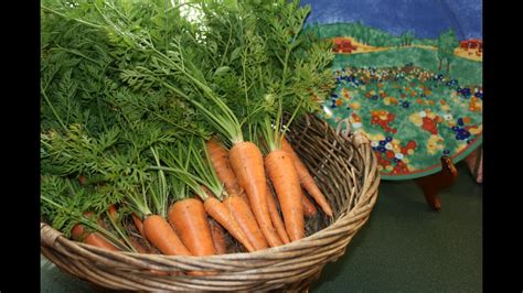 Carrot Harvest from Container Garden - YouTube