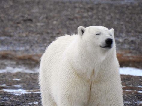 Facts about Utqiagvik (Barrow), Alaska | Photos | escape.com.au