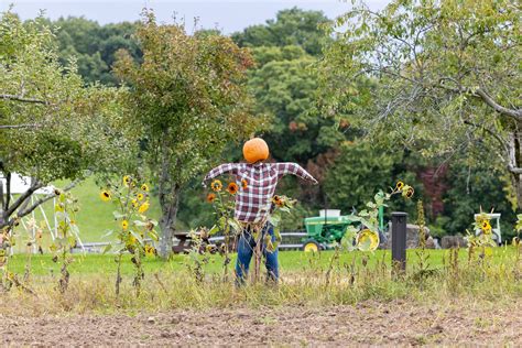 Scarecrow Sunflowers Pumpkin - Free photo on Pixabay