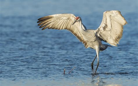 Crane Bird wallpaper | 1680x1050 | #12347