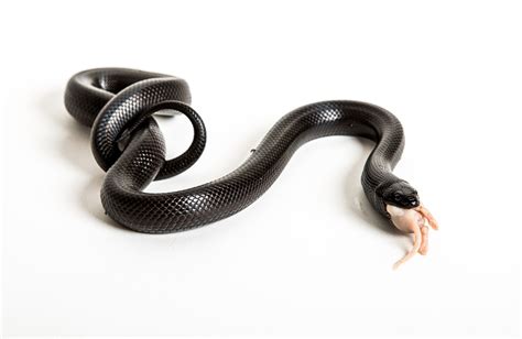 Mexican Black Kingsnake Care Guide - Reptile Cymru