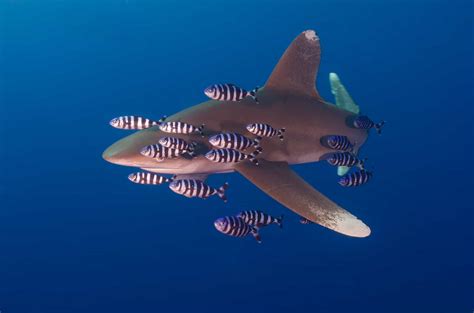 Oceanic Whitetip Shark - A-Z Animals