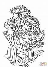 Youth And Age Zinnia Flowers coloring Page  Free Printable Coloring Pages sketch template