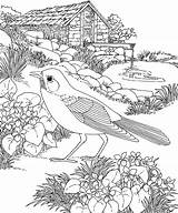 Robin Coloring Pages  Best For Kids sketch template