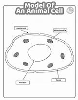 Model Of An Animal Cell Coloring Pages – ParentingBestcom sketch template
